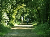 Pineta a Lido di Volano