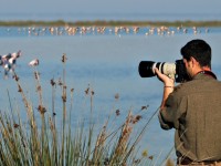 Birdwatching a Comacchio