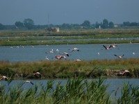 Birdwatching a Comacchio